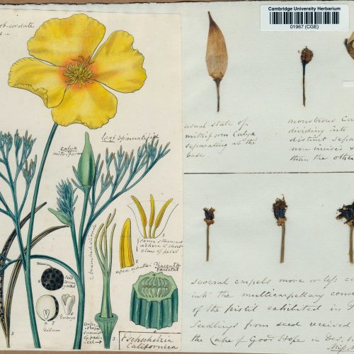 Herbaria: Plant time capsules