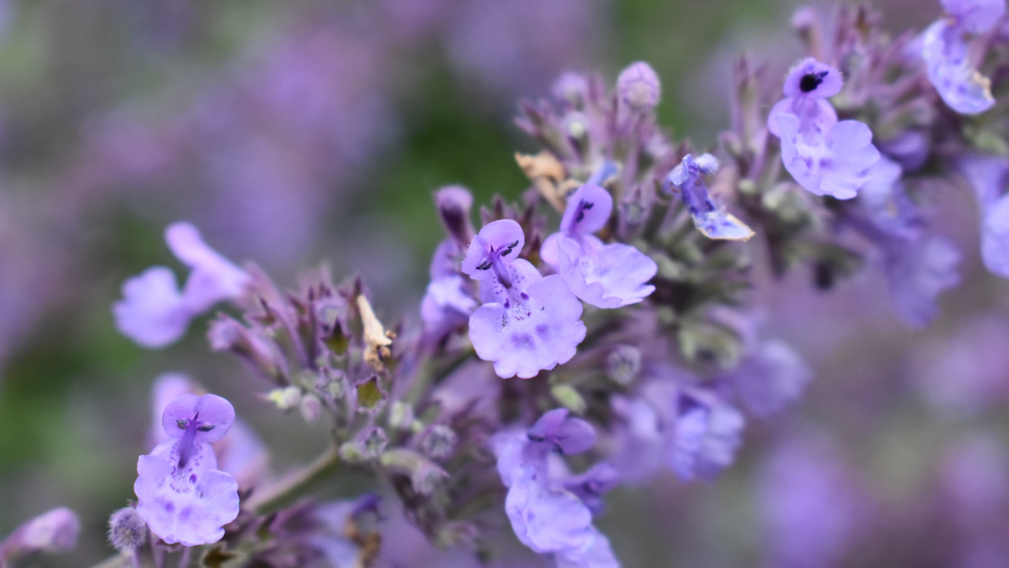 Nepeta racemosa 'Walker's Low' Cambridge Botanic Garden