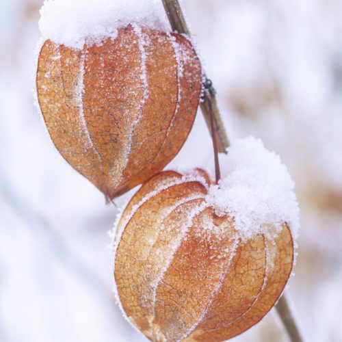 Festive Gifts and Christmas 2022 opening