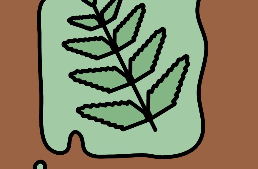 Plant Fossils Cambridge University Botanic Garden