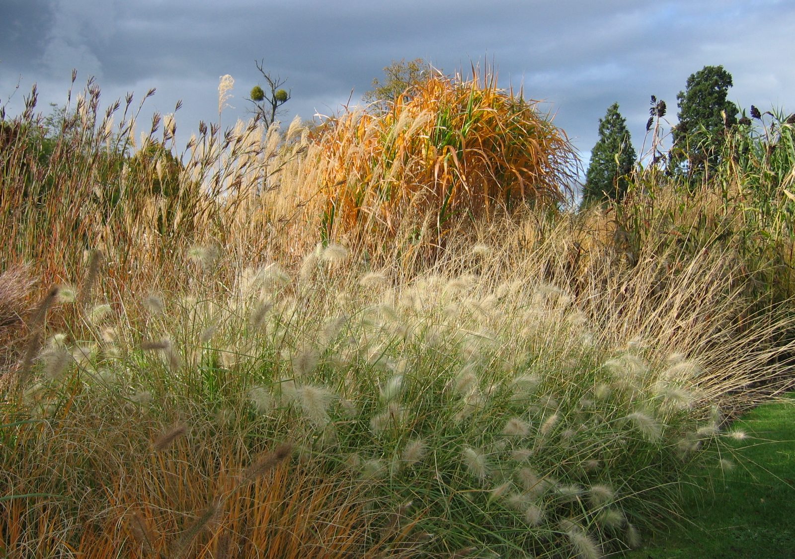 a photograph of some grasses in flower in the Systematic Beds 