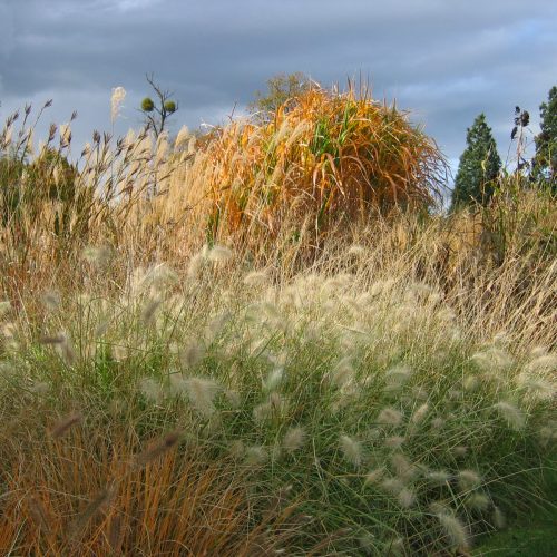 Grass identification for beginners