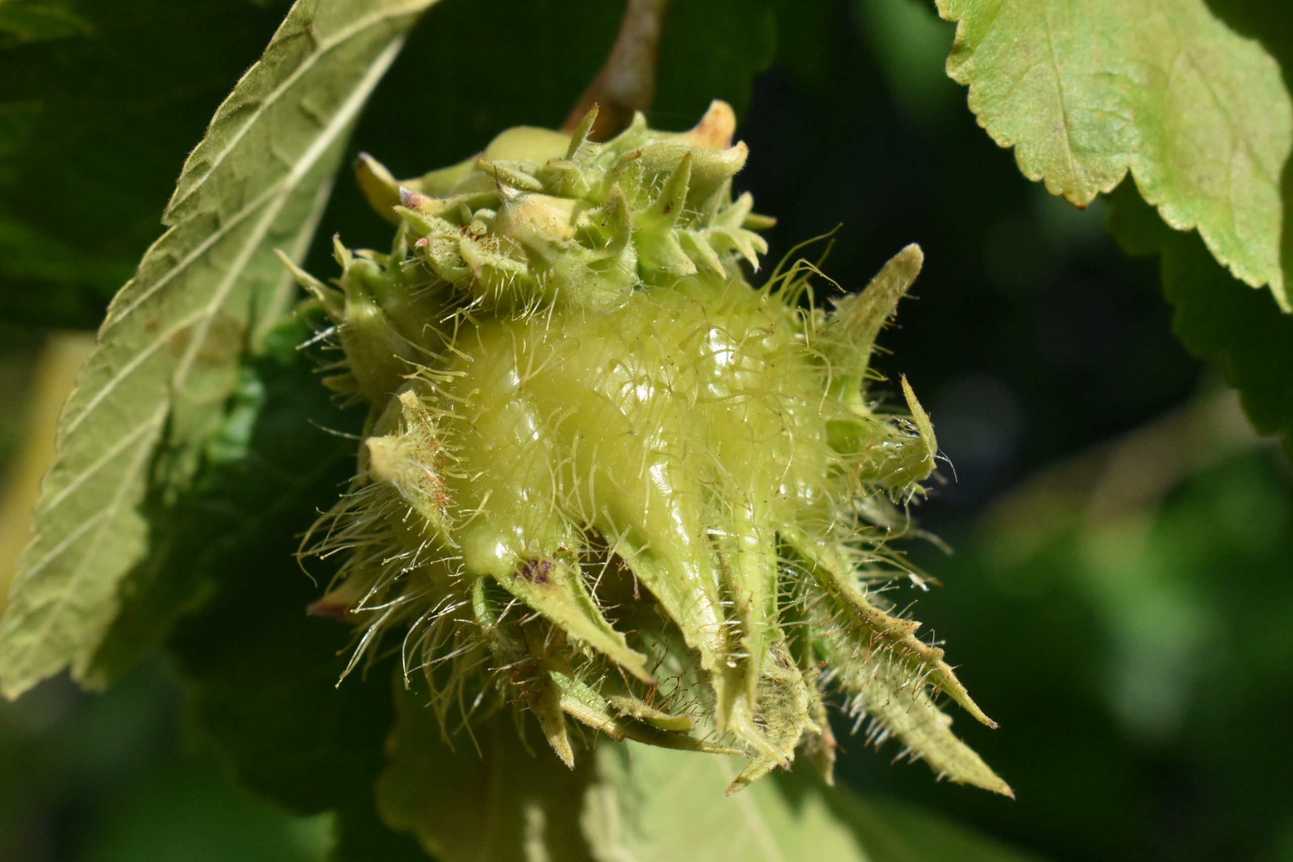 Corylus colurna - Cambridge University Botanic Garden