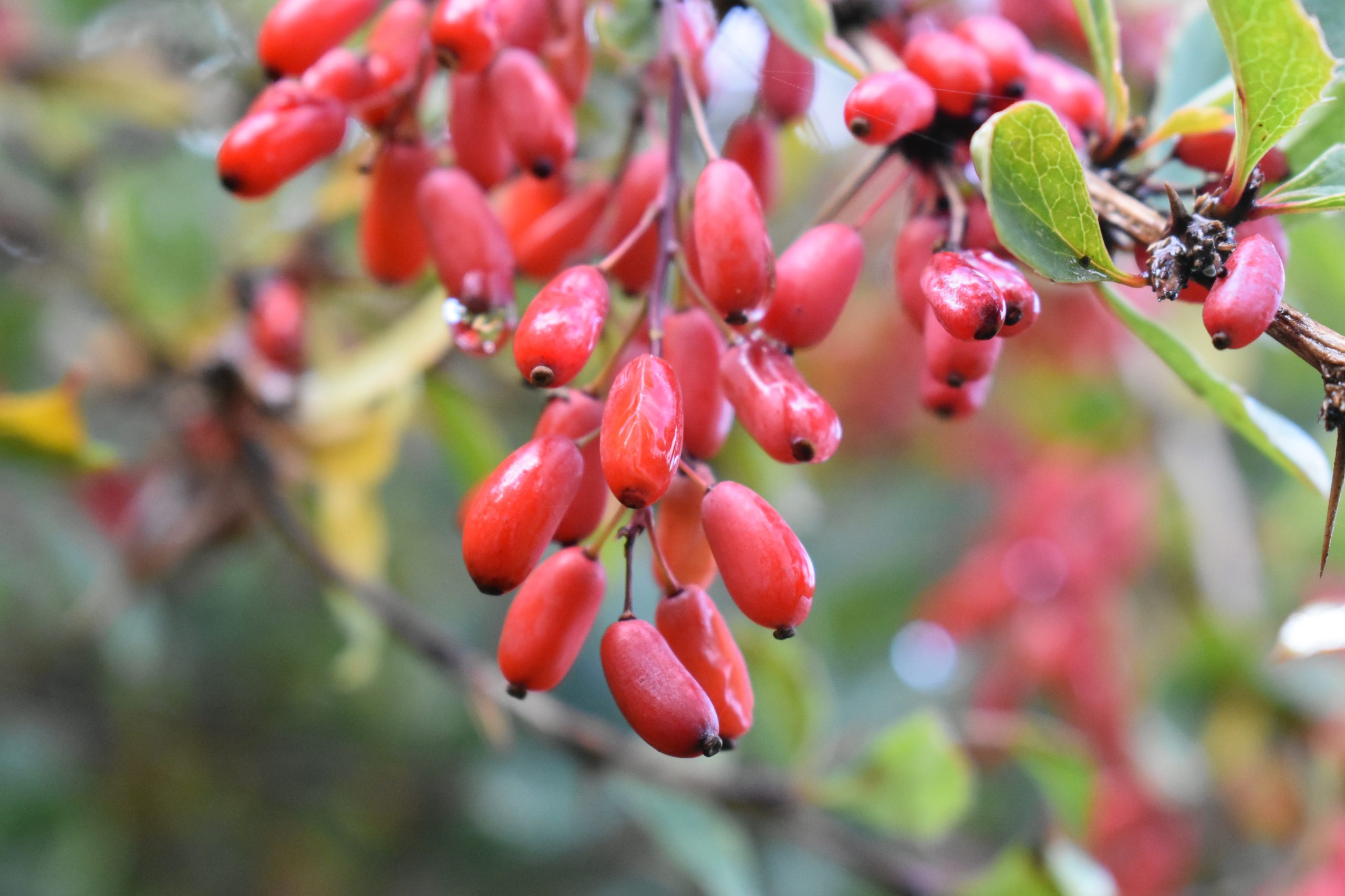 Berberis vulgaris - Cambridge University Botanic Garden
