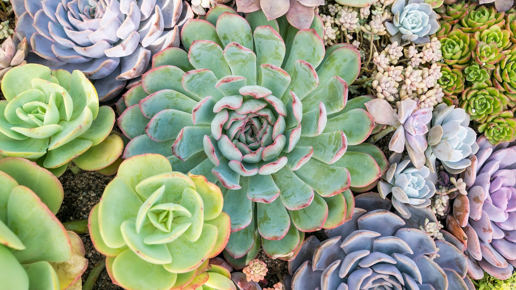a close up photograph of a selection of succulent plants in various shades