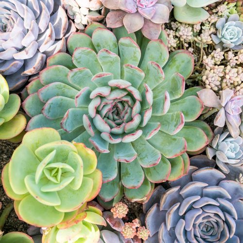 Growing Succulents: Theory and practice
