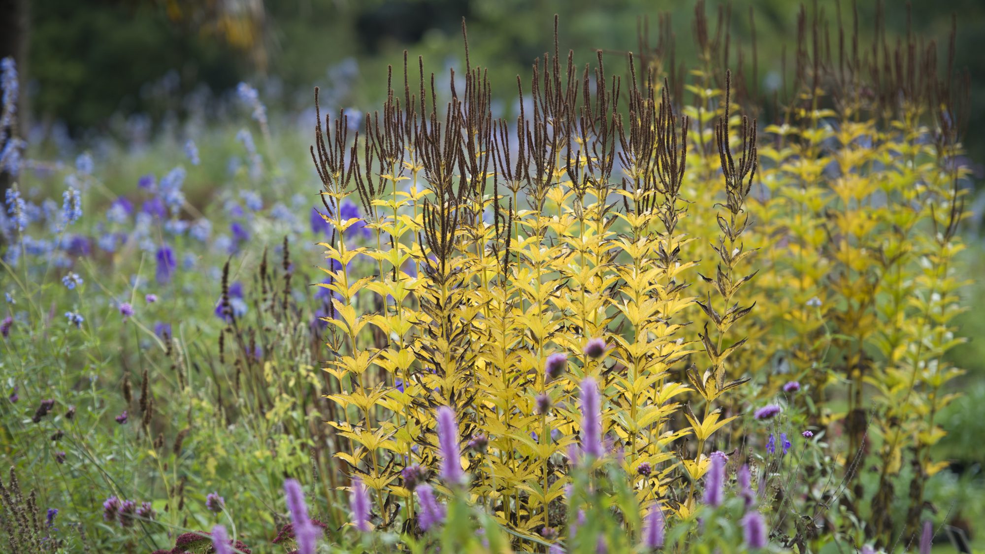 Photograph of Veronicastrum seed heads in the Bee Borders