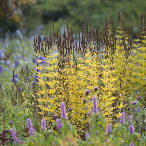 Introduction to garden design