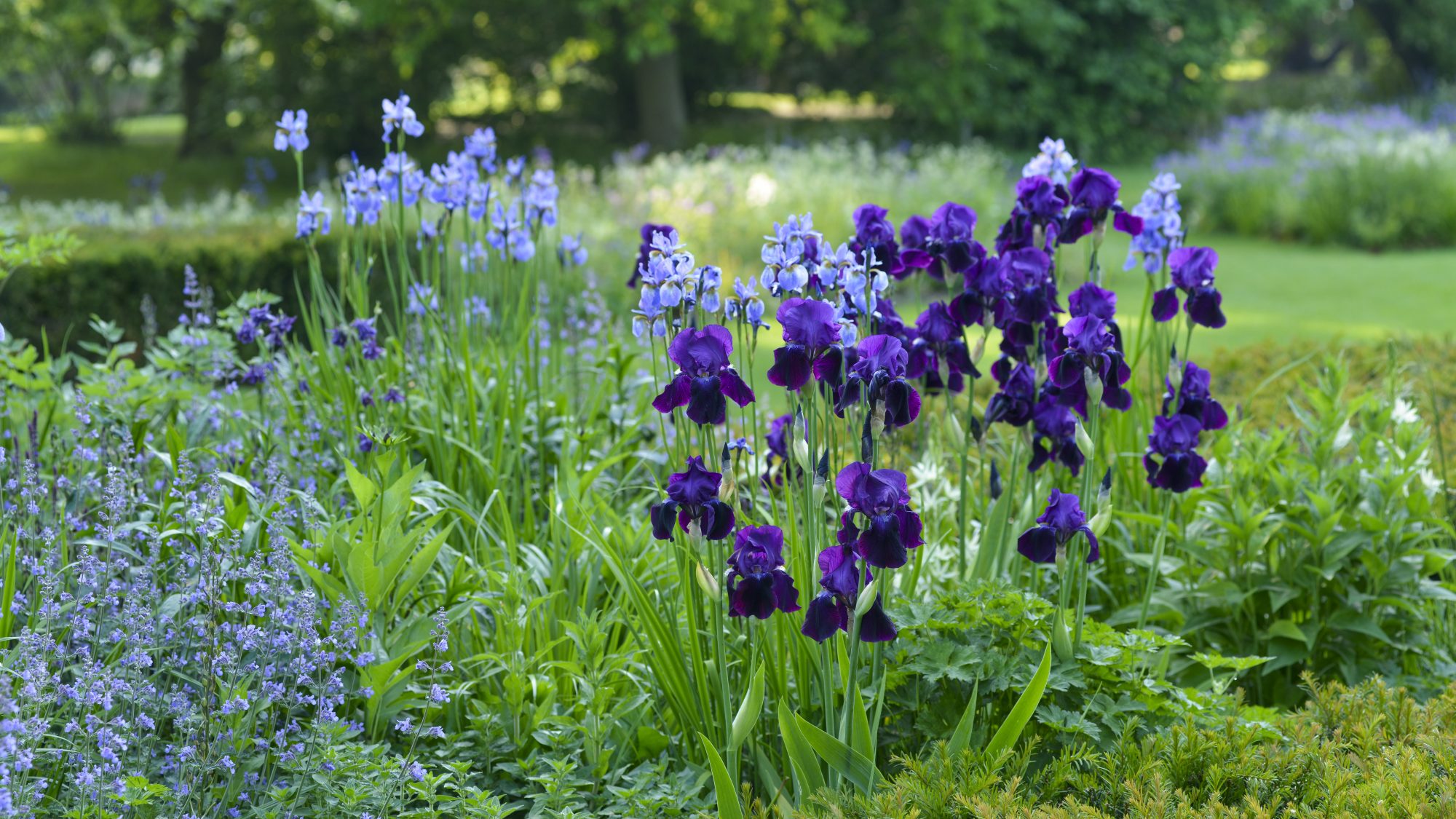 a photograph of a herbaceous border containing Iris and Nepeta with yew hedging and broad leaved trees in the background