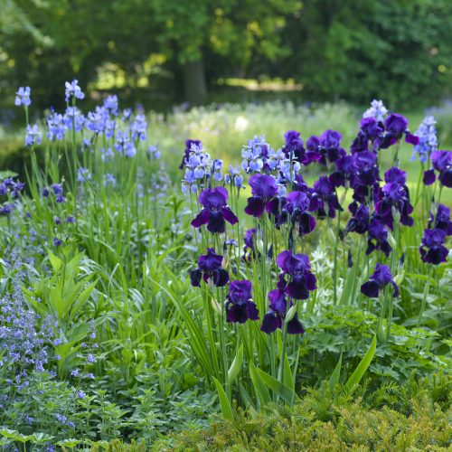 Garden design: Right plant, right place