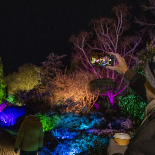 Cambridge Botanic Lights - Photography Competition