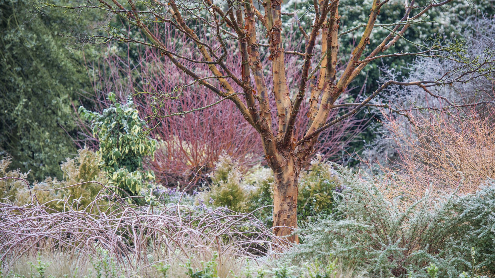 The stepping stones leading across the lake.
