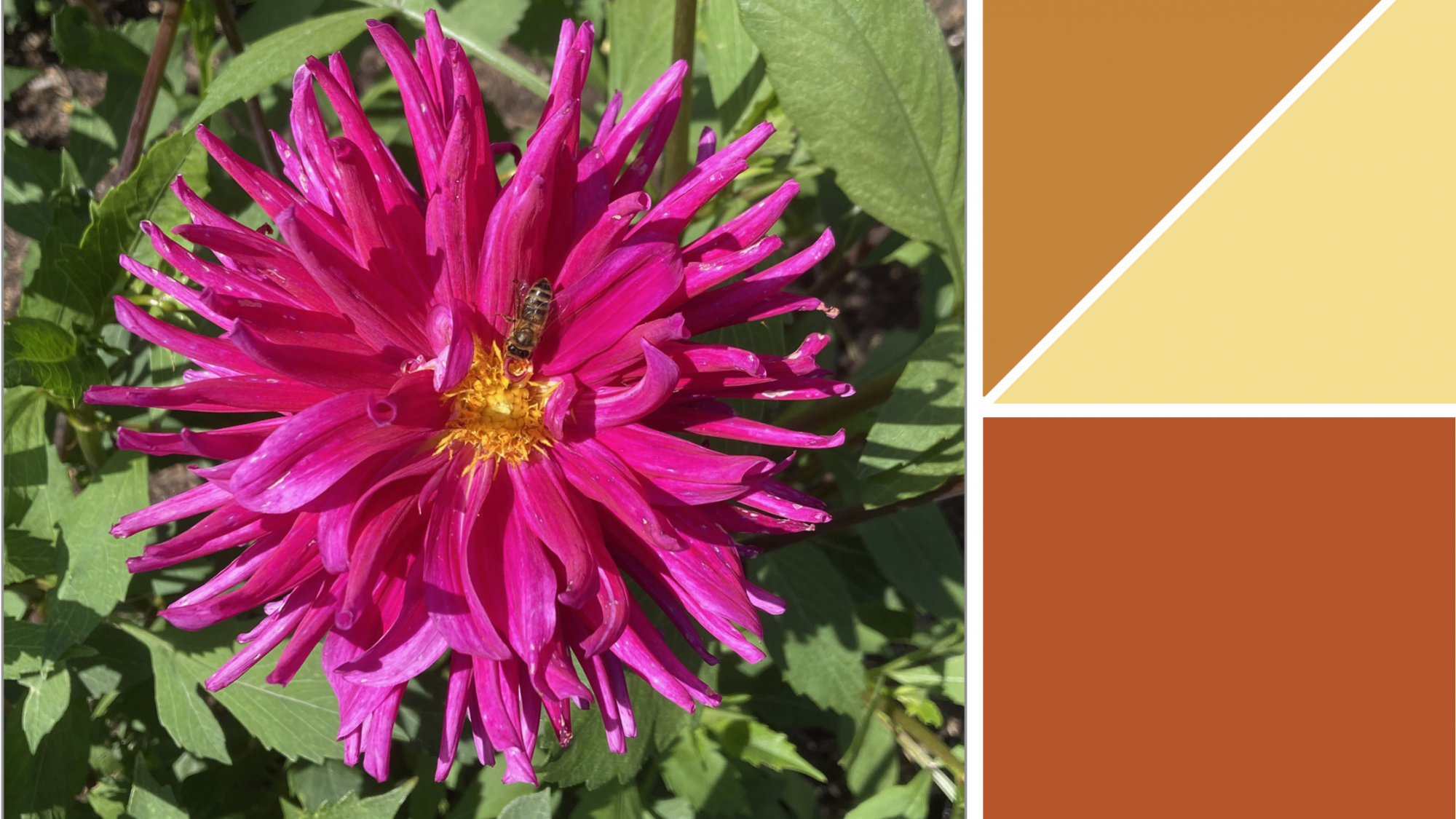 a dahlia in bloom showing three dye colours which can be obtained from it