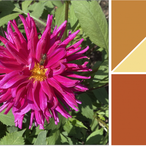 The science and art of plant colour