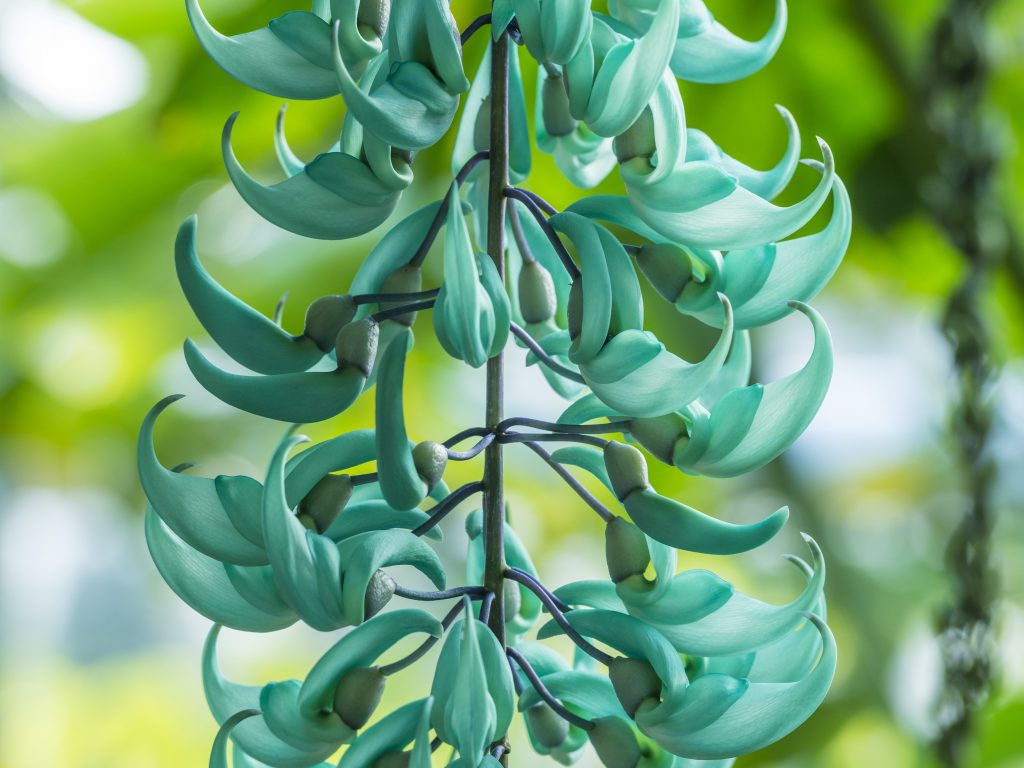 Jade vine flowers