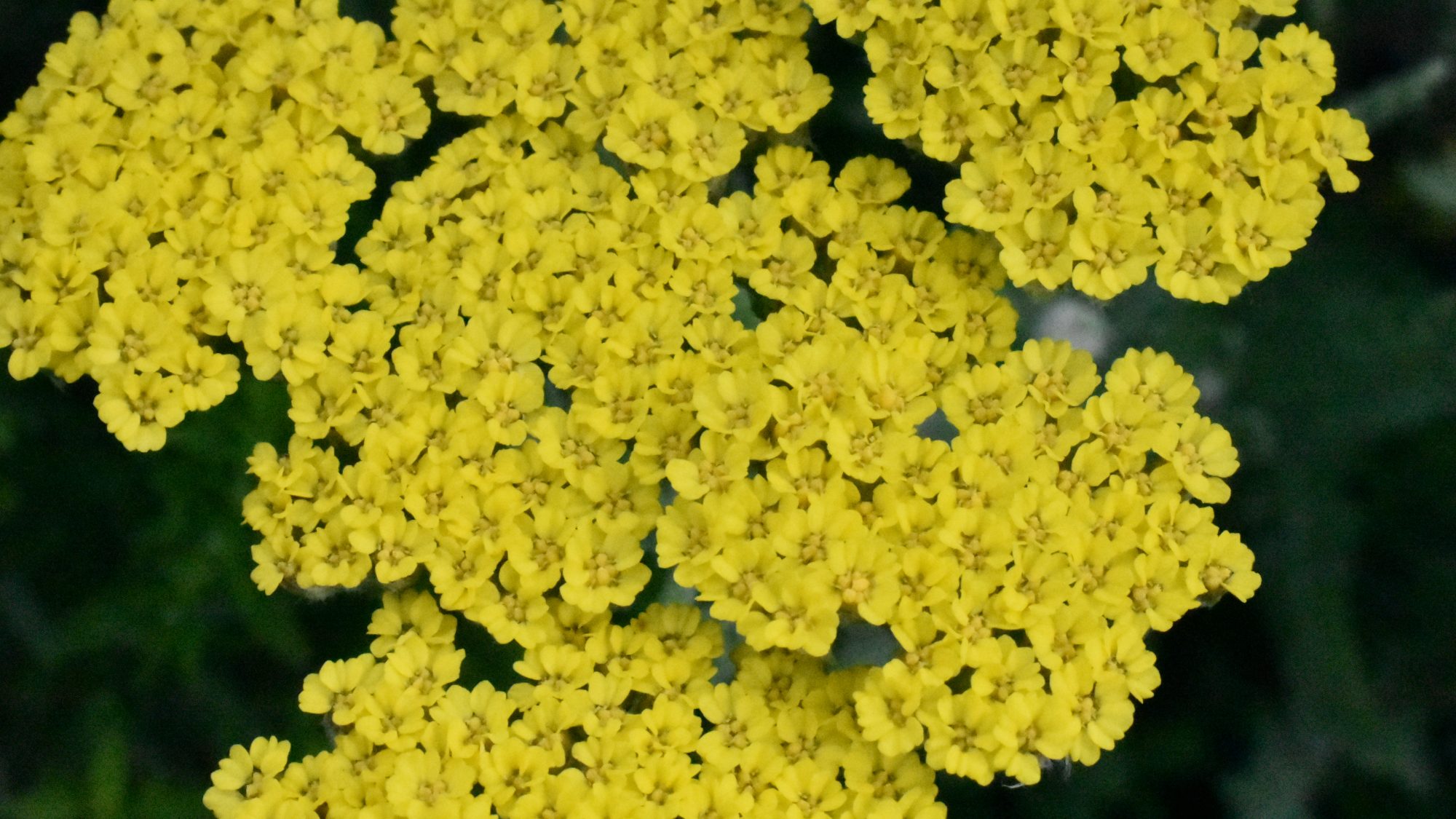 Flat heads of tiny yellow flowers.