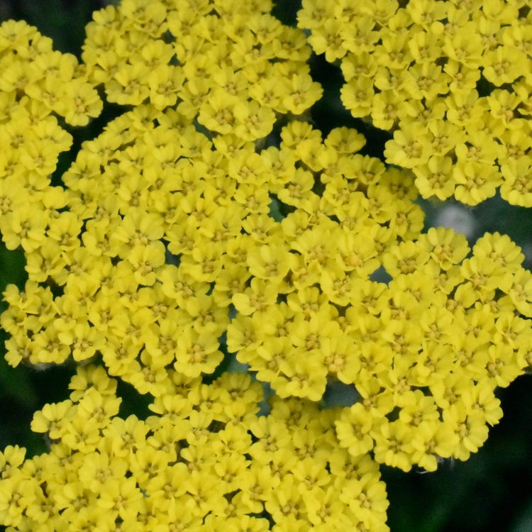 Achillea ‘Moonshine’