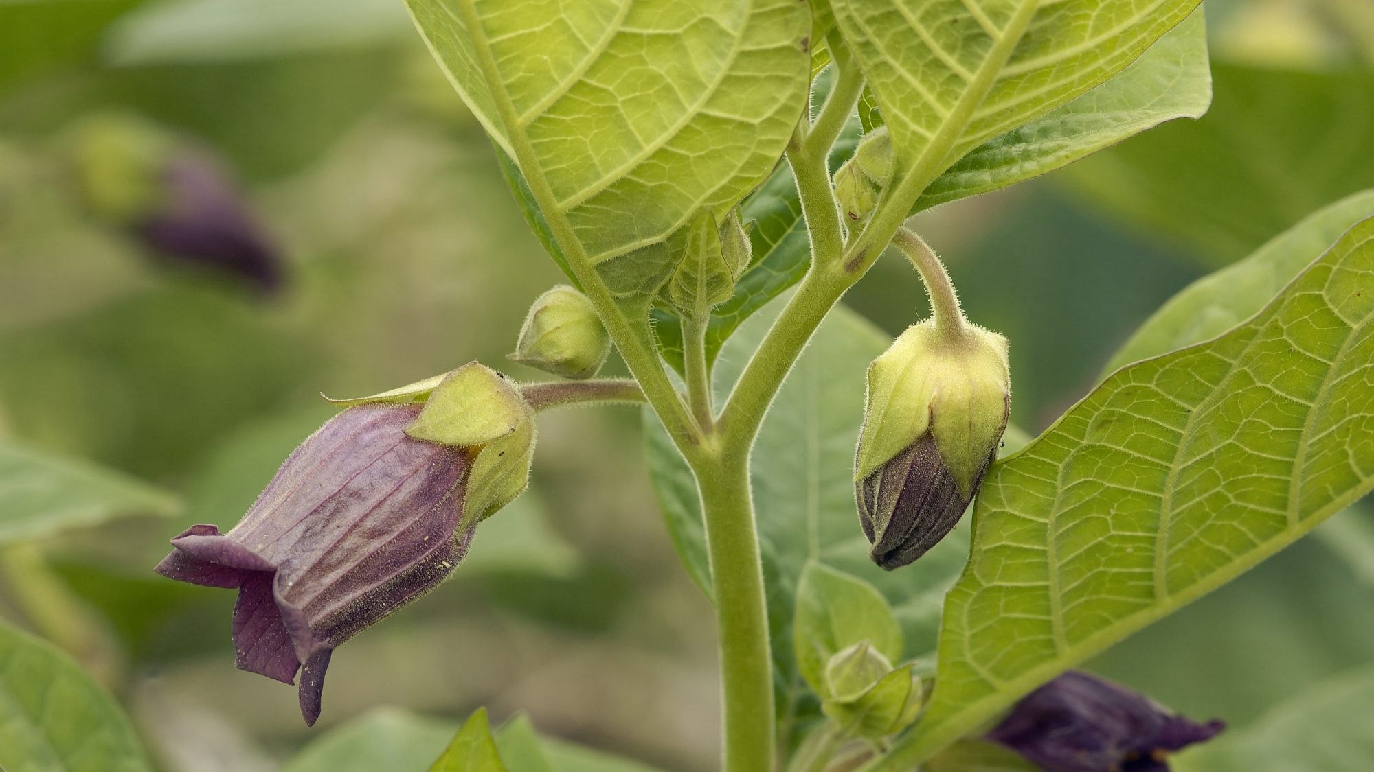 Deadly Nightshade Atropa Belladonna Cambridge University Botanic Garden