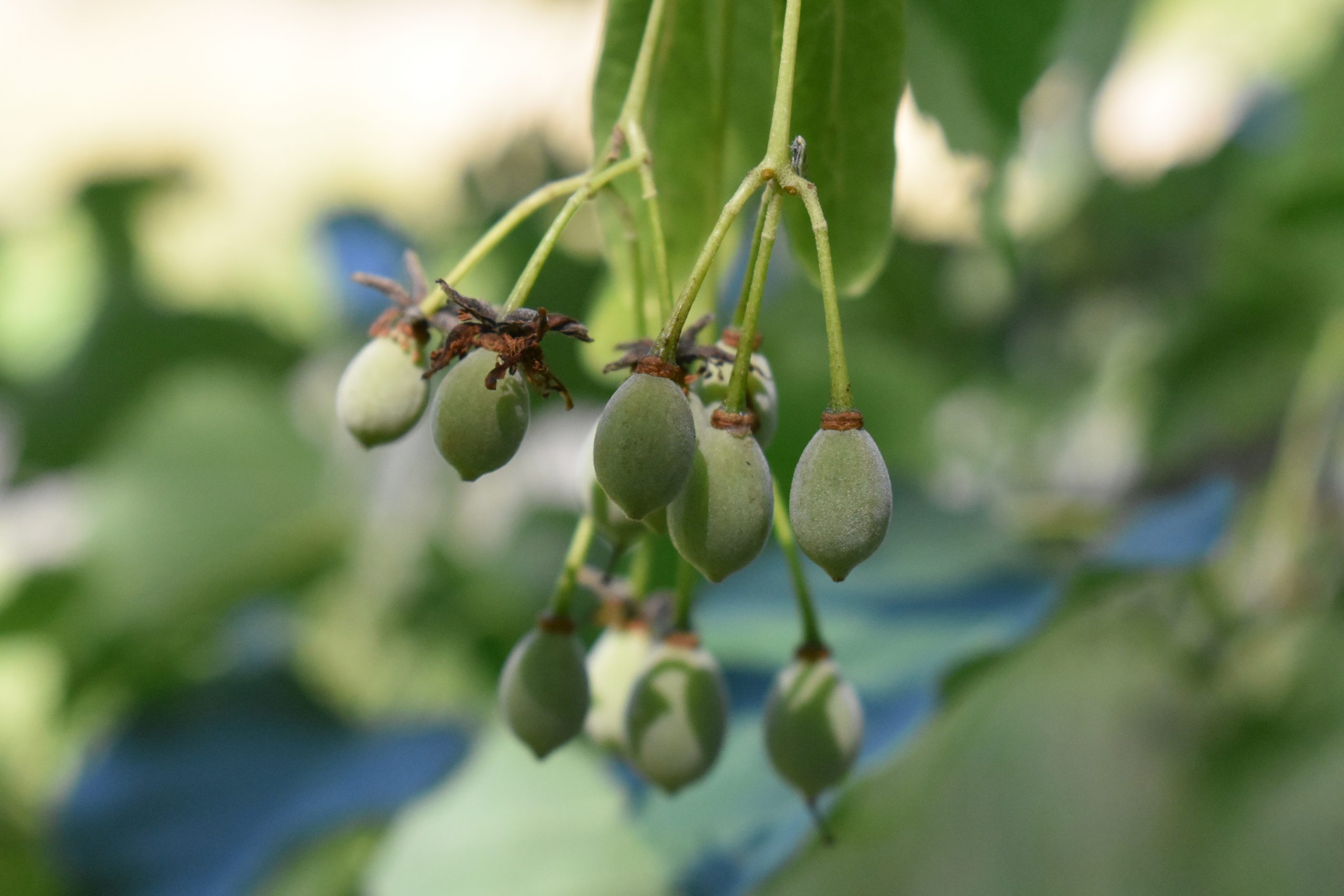 Tilia chingiana Cambridge University Botanic Garden