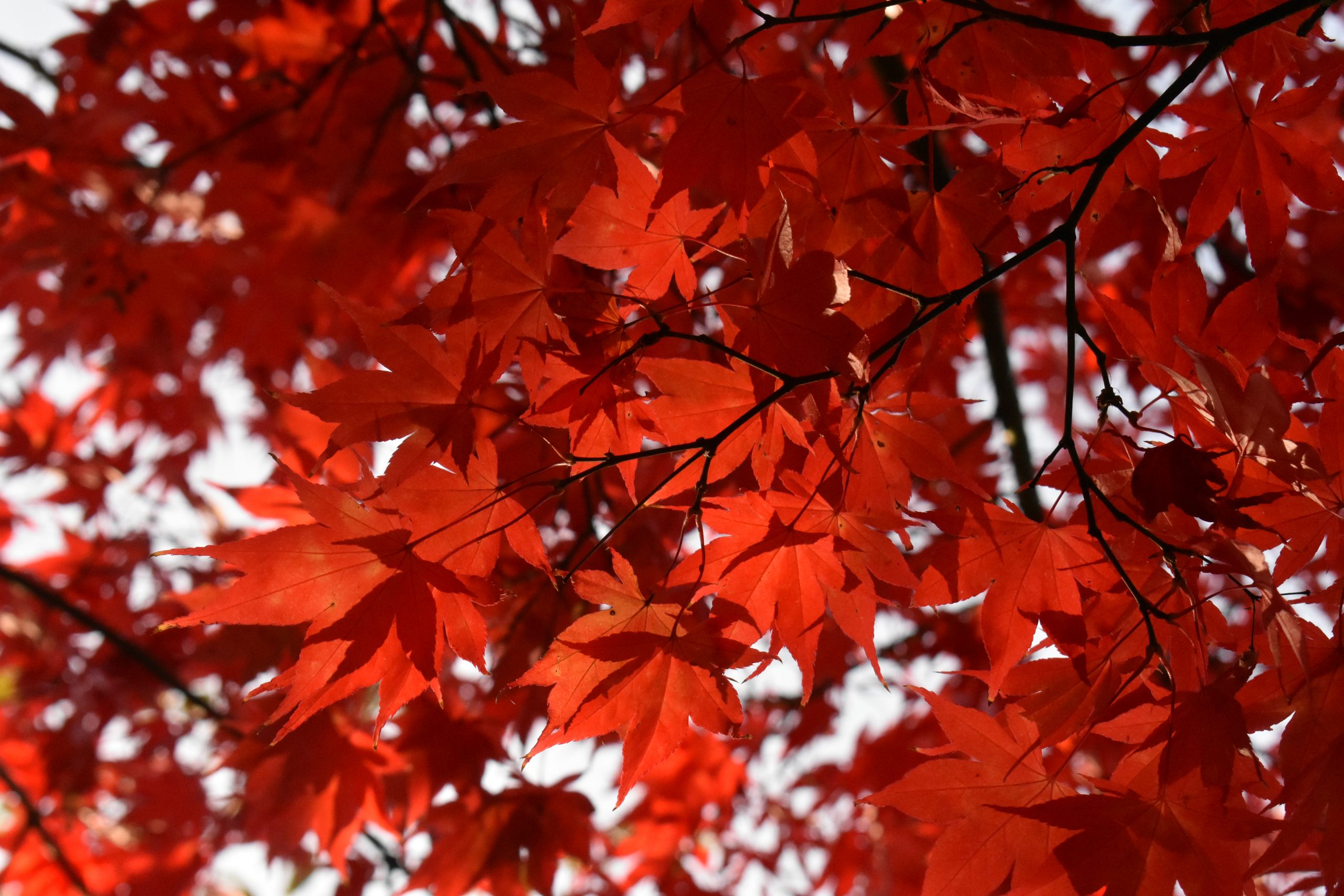 Acer-palmatum-Osakazuki-