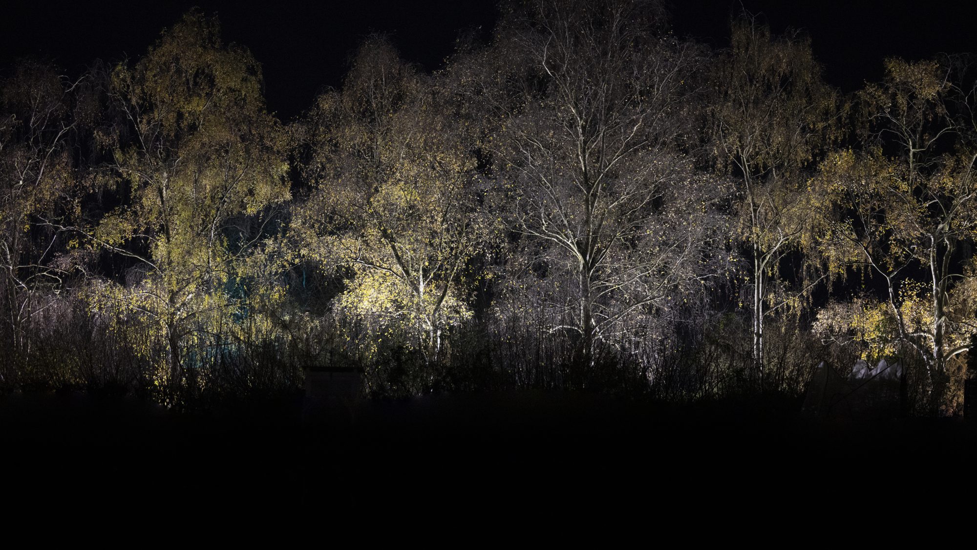 Row of lit up birch trees.