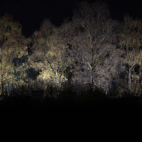 Cambridge Botanic Lights - Photography Competition Terms and Conditions