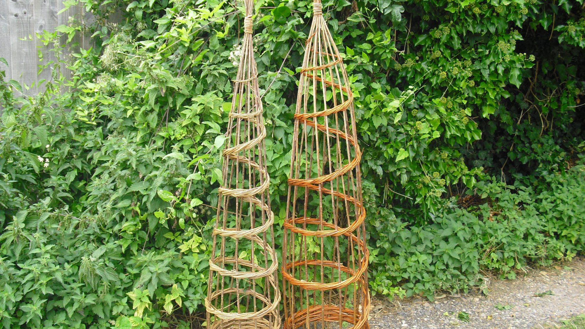 two willow wigam plant supports in a garden
