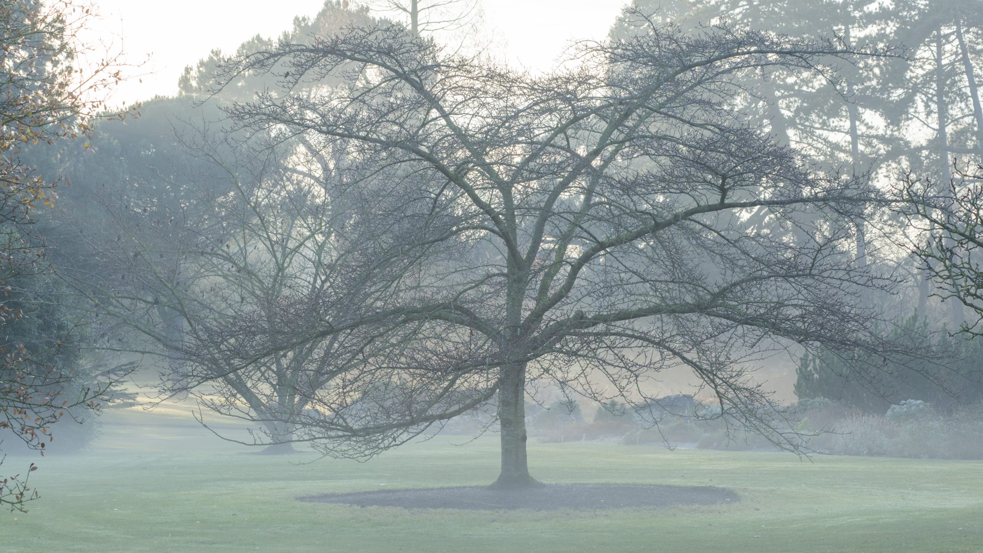 a photograph of a Prunus yedoensis tree in winter