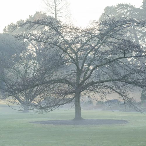 Winter tree identification