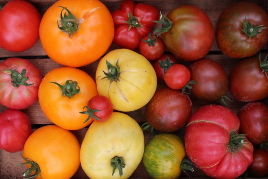 a photograph of tomatoes of different sizes and colours