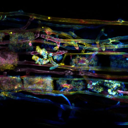 Plant partnerships: Symbiotic relationships between plants and fungi