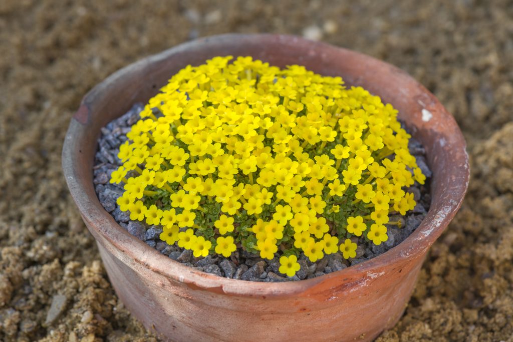 Small yellow flowers in a plant pot.