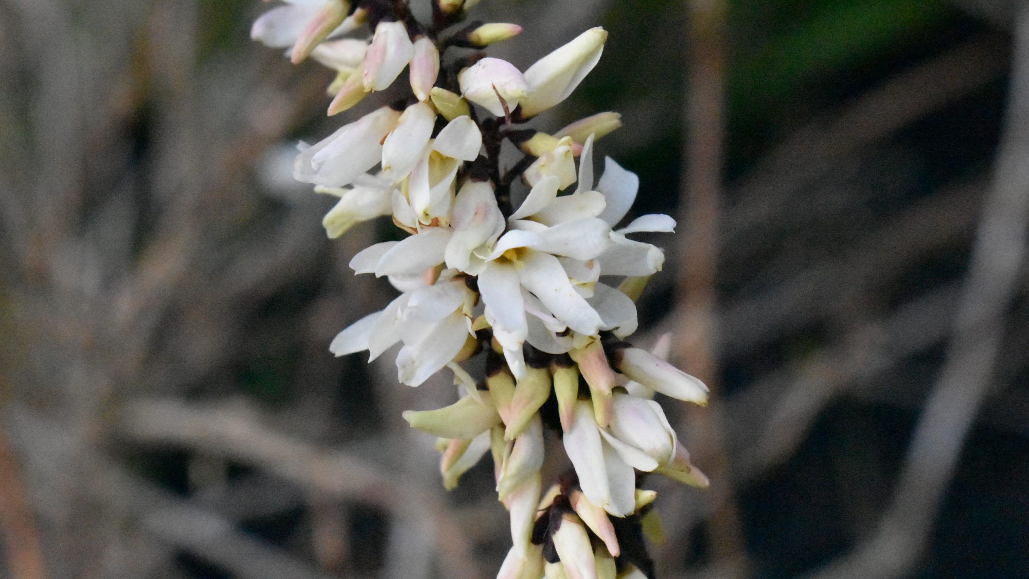 Raceme of starry white flowers.