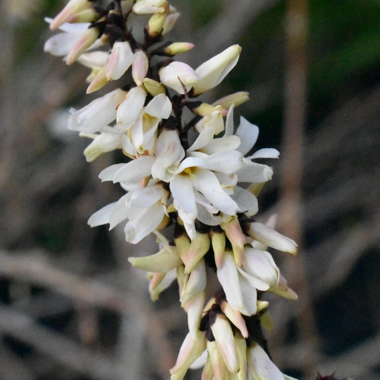 Abeliophyllum distichum