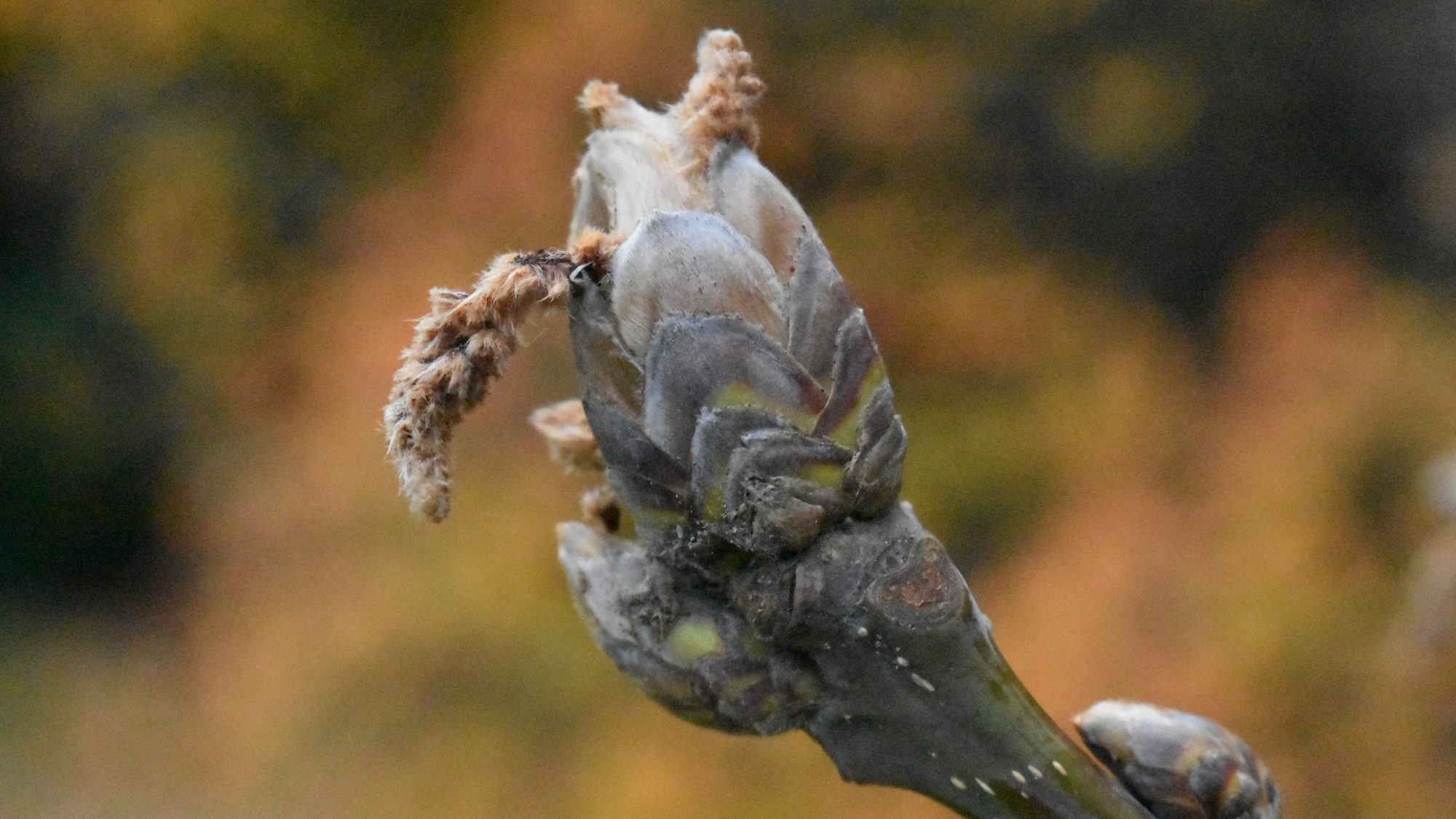Fat buds with short, furry catkins.