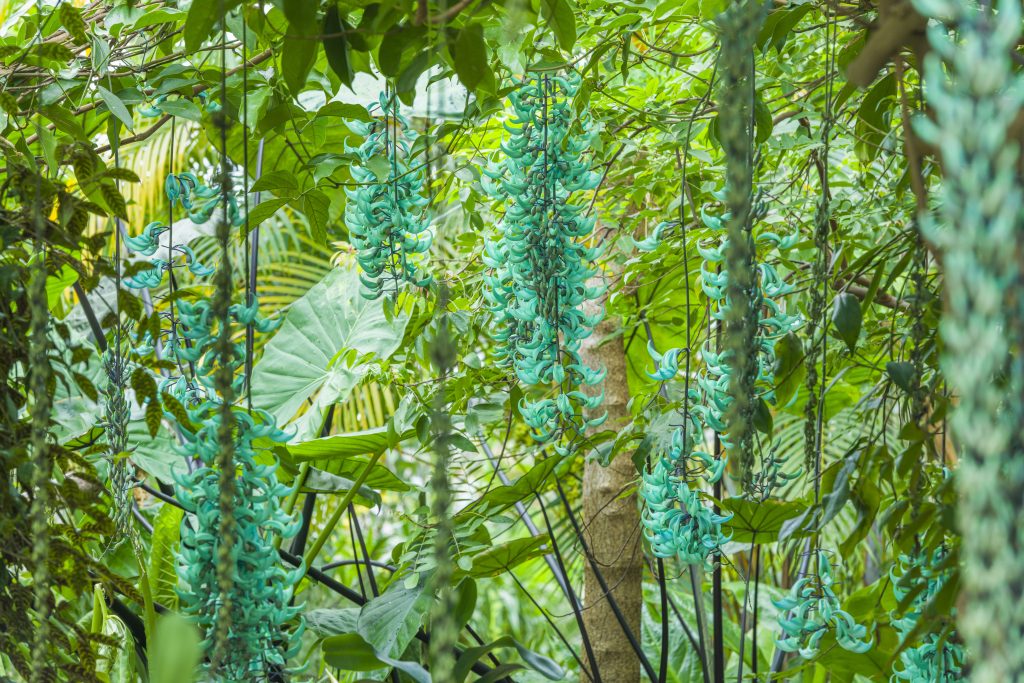 Jade vine flowers