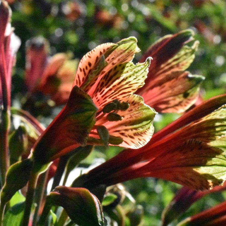 Alstroemeria psittacina