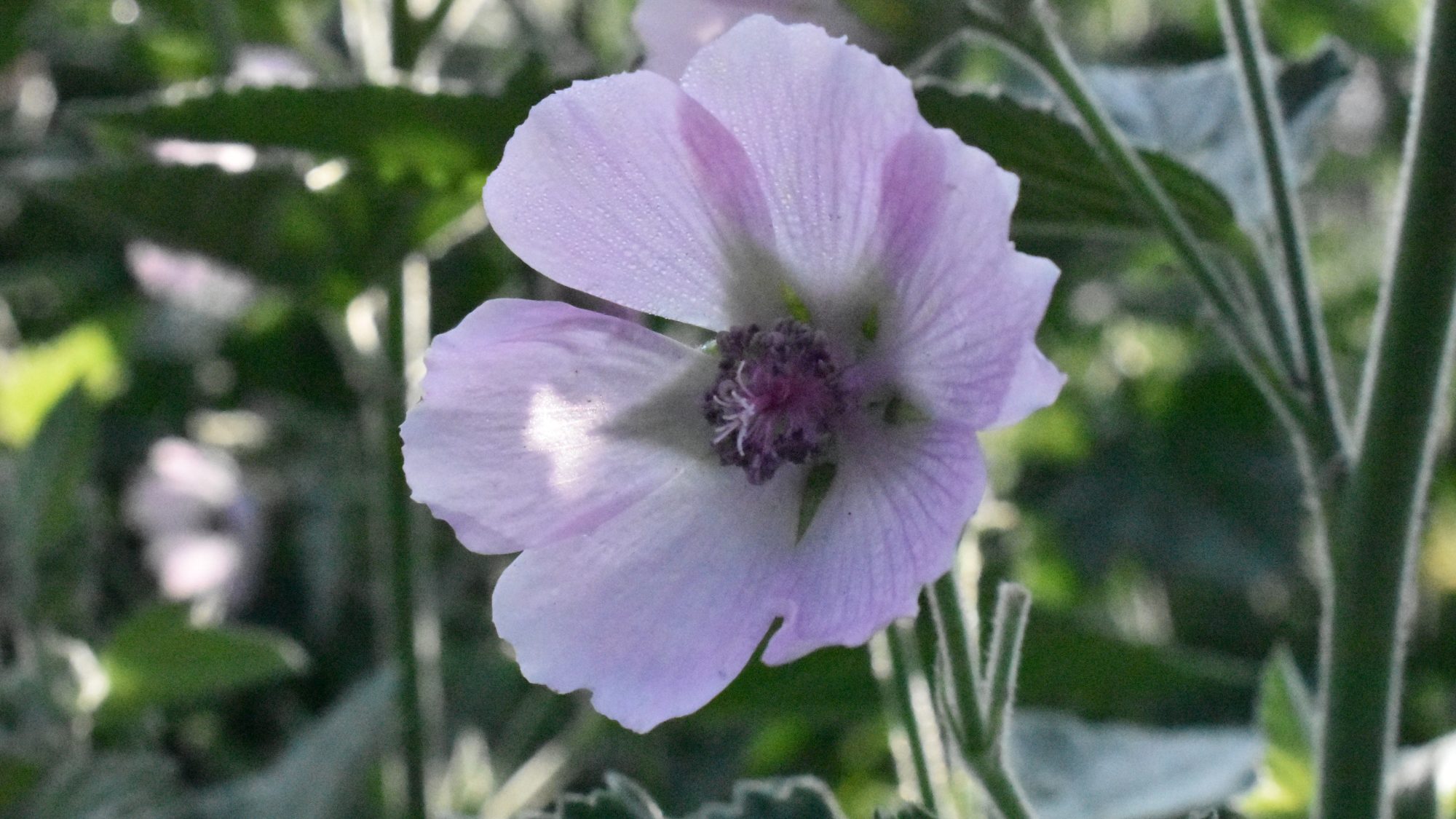 Pale pink, six-petalled flower. 