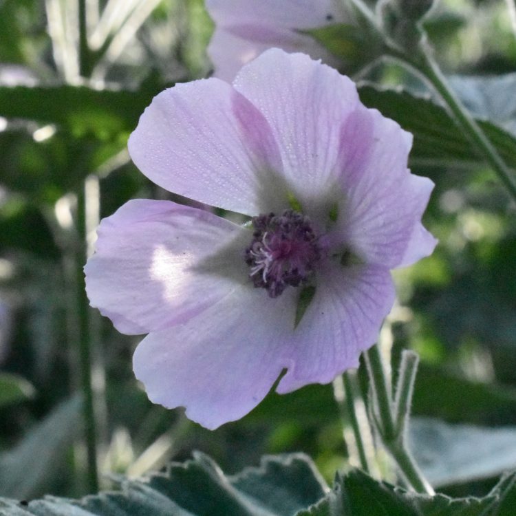 Althaea officinalis