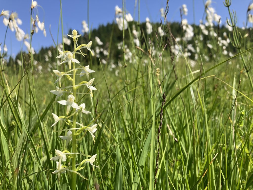 White wild orchids grow amongst cotton grass.
