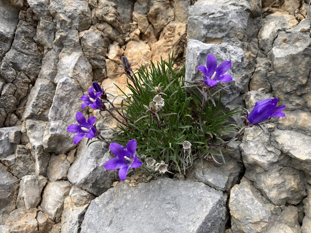 A small cluster of bright purple flowers grows among grey rocks.