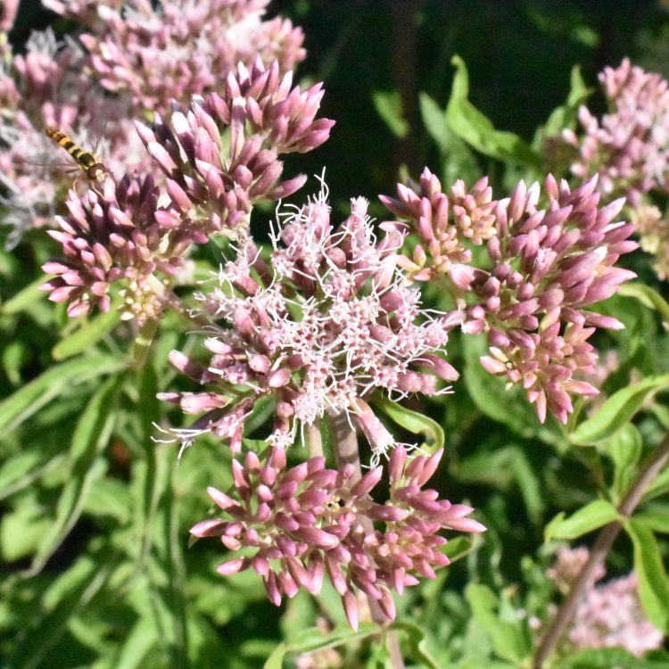 Eupatorium cannabinum