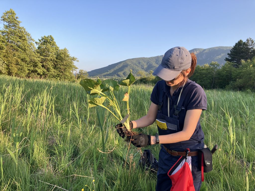 A woman in a baseball cap holds a green plant against a background of meadows.