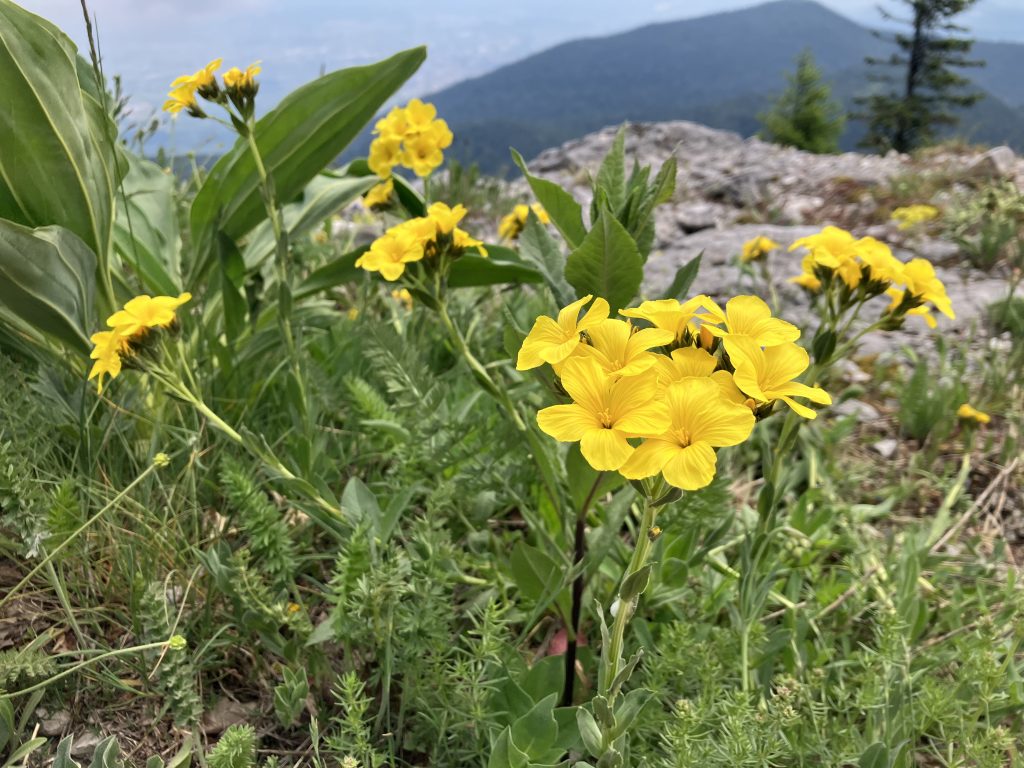 Small yellow flowers grow on a rocky mountain top. 