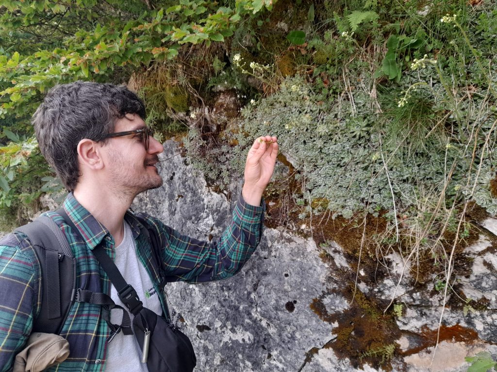 A man inspects a small alpine plant on a rock face.
