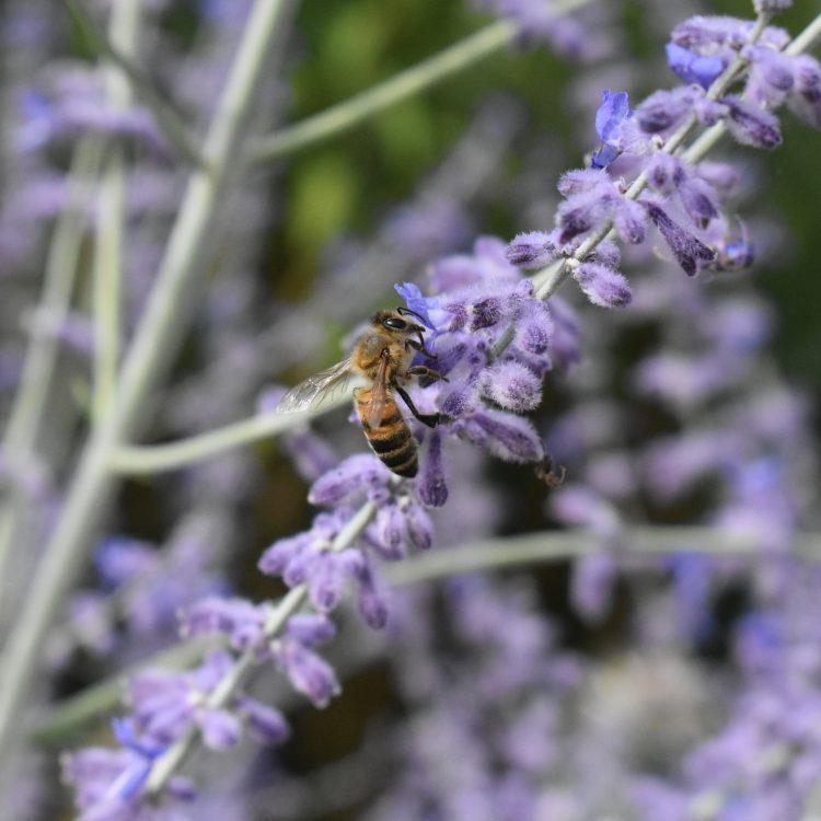Salvia yangii
