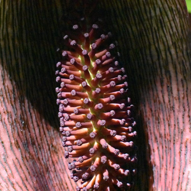 Synandrospadix vermitoxicum
