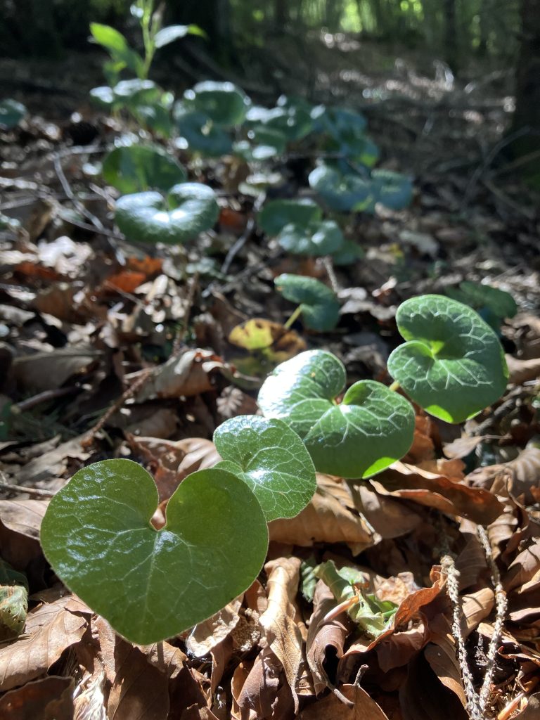 A cluster of green, heart-shaped leaves growing on the forest floor amongst dried leaves.