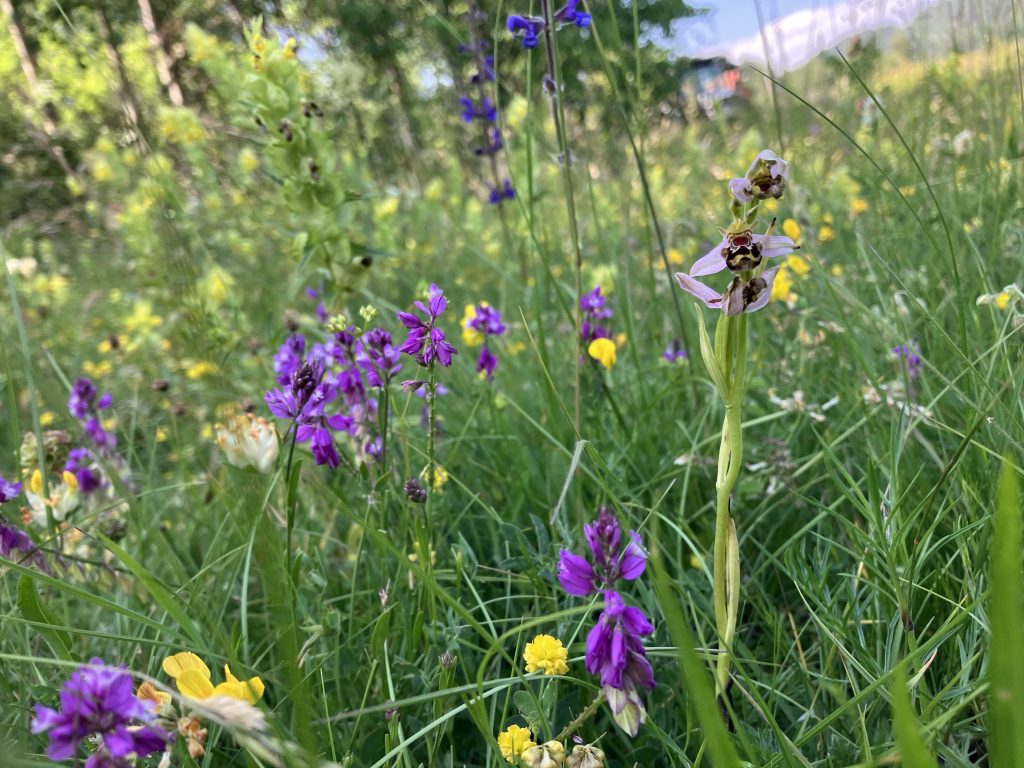 A grassy meadow with yellow and purple flowers.