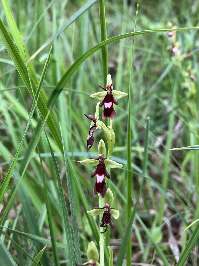 Small purple wild orchid flowers against green grass.